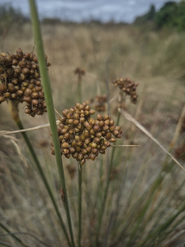 spiny rush