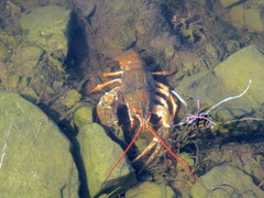 Pontastacus leptodactylus
