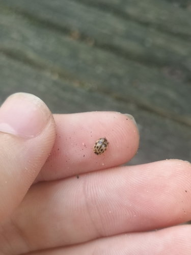 Poplar Ladybird Beetle
