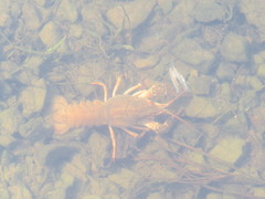 Pontastacus leptodactylus