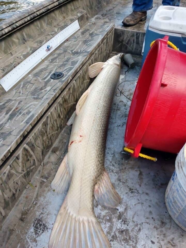 Alligator Gar from Falcon State Park, Roma, TX, US on March 31, 2020 at ...