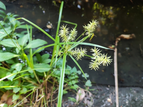 Fragrant flatsedge