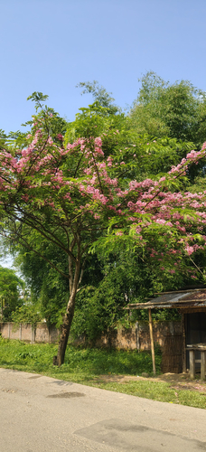 Cassia javanica observed 2026-06-26