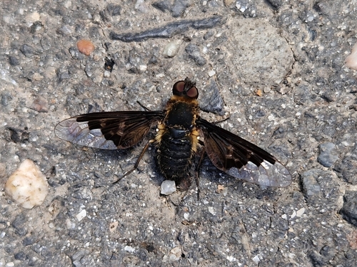 Black Banded Bee Fly