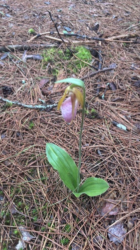 pink lady's slipper
