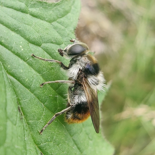 Bumblebee Blacklet