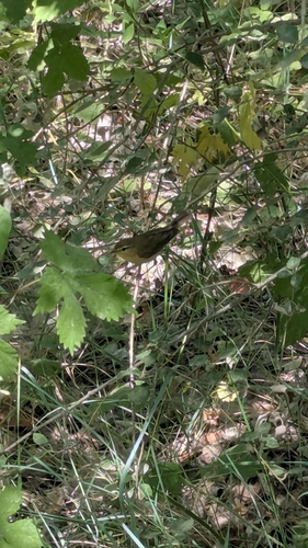Iberian Chiffchaff