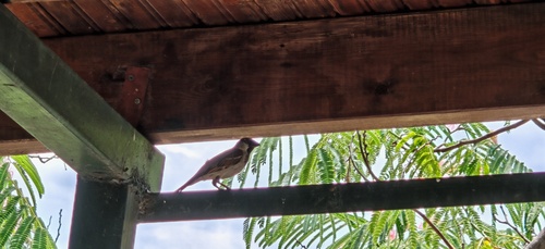 House Sparrow