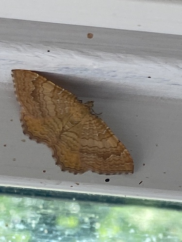 Yellow Shell Moth