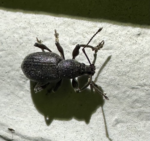 Lilac Root Weevil