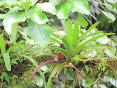 Werauhia gladioliflora, photograph (c) Maria Janeiro, some rights reserved (CC BY)
