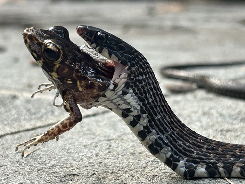 Photo of a Peters' Keelback (Hebius petersii)
