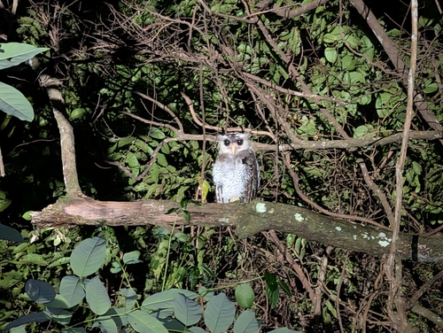 Barred Eagle-Owl (Ketupa sumatrana), photo 2