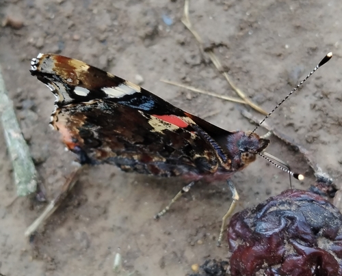 Red Admiral