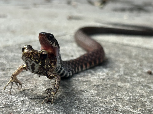Peters' Keelback