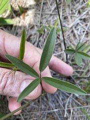 Orbexilum psoralioides