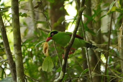 Bornean Green Magpie (Cissa jefferyi)