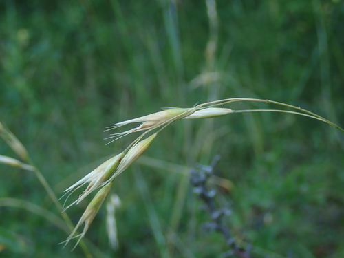 Danthonia alpina observed 2026-06-26