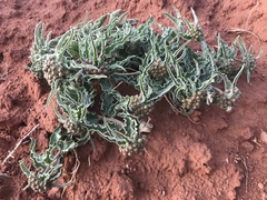 Asclepias macrosperma
