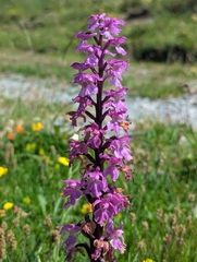 Early Purple Orchid
