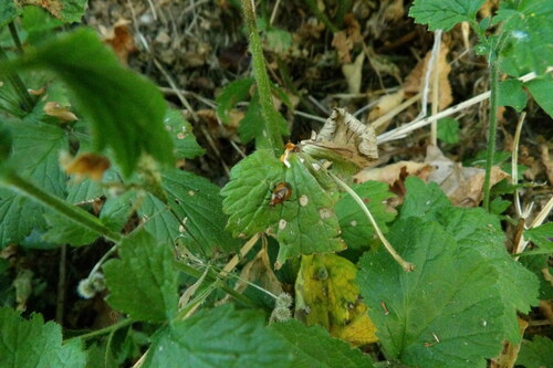 Red-spotted Plant Bug