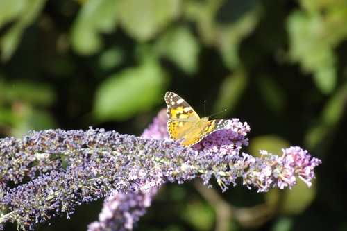Painted Lady