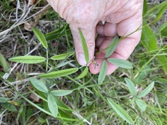 Orbexilum psoralioides