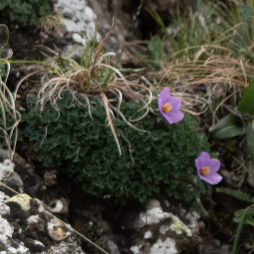 Paraquilegia microphylla