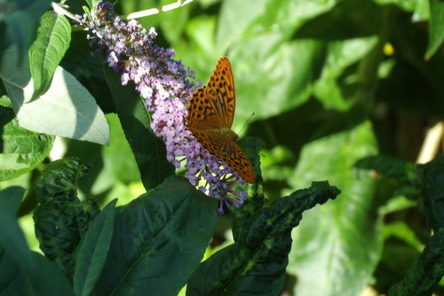 Silver-washed Fritillary