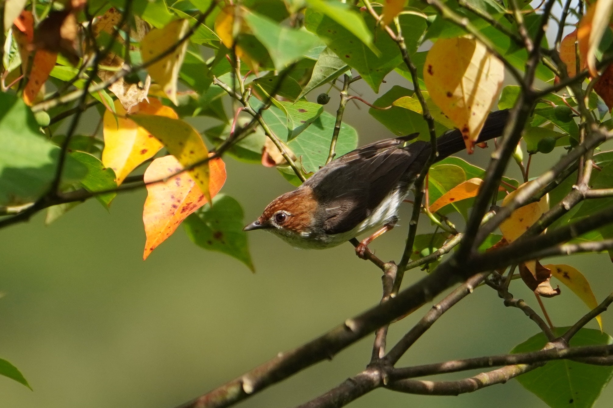 Chestnut-crested Yuhina (Staphida everetti), photo 8
