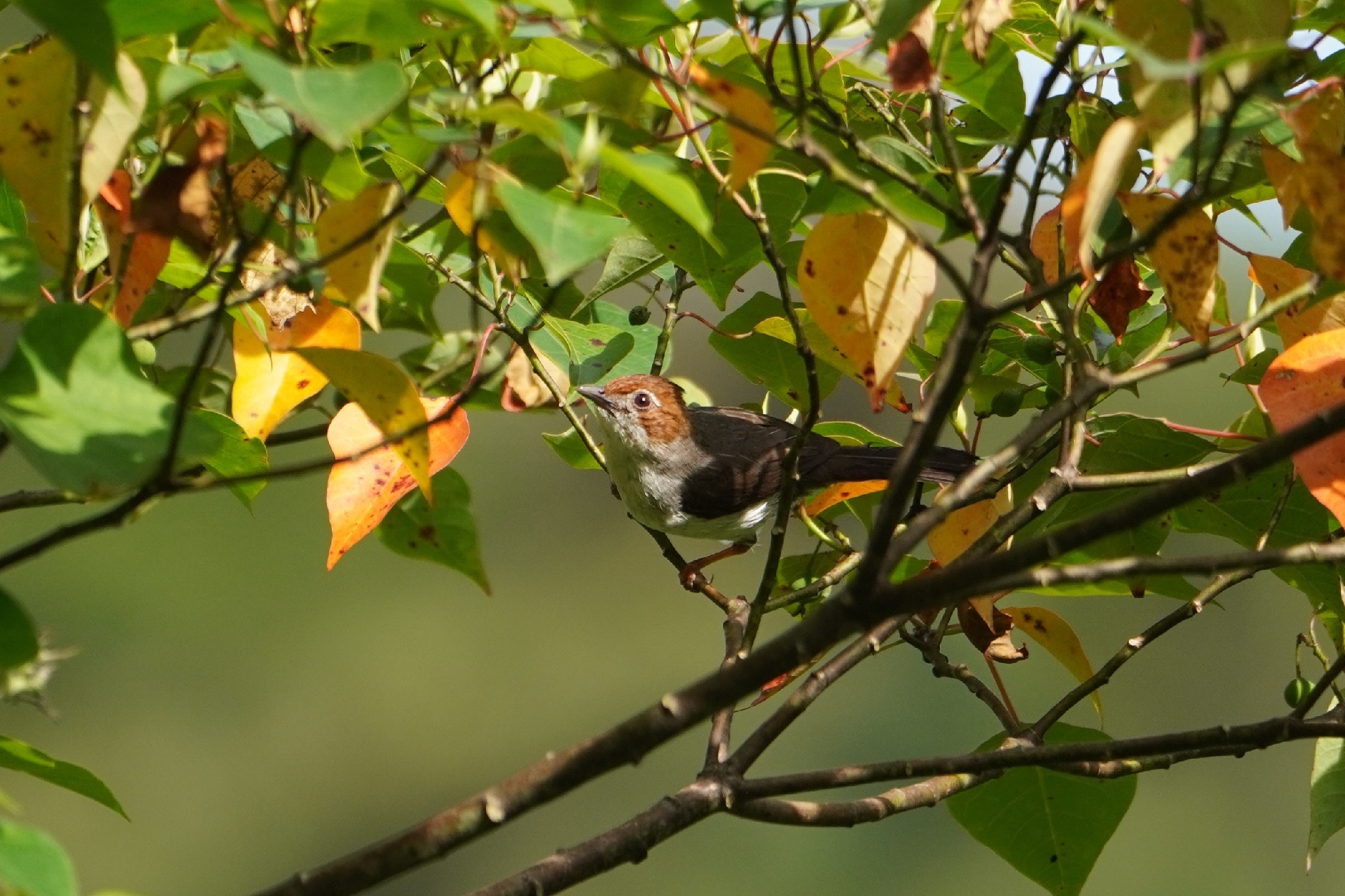 Chestnut-crested Yuhina (Staphida everetti), photo 9