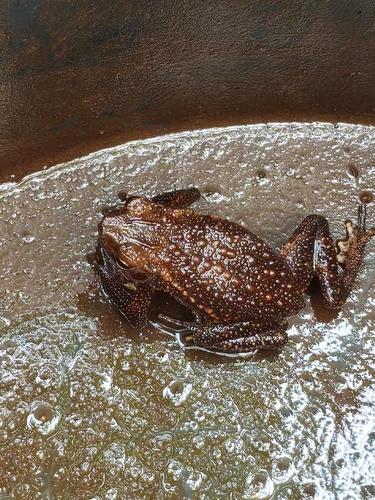 Ingerophrynus quadriporcatus, 2026-06-25