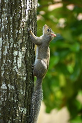 Sciurus carolinensis