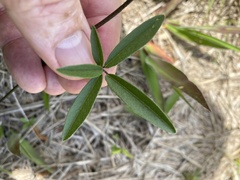 Orbexilum psoralioides