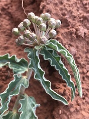 Asclepias macrosperma