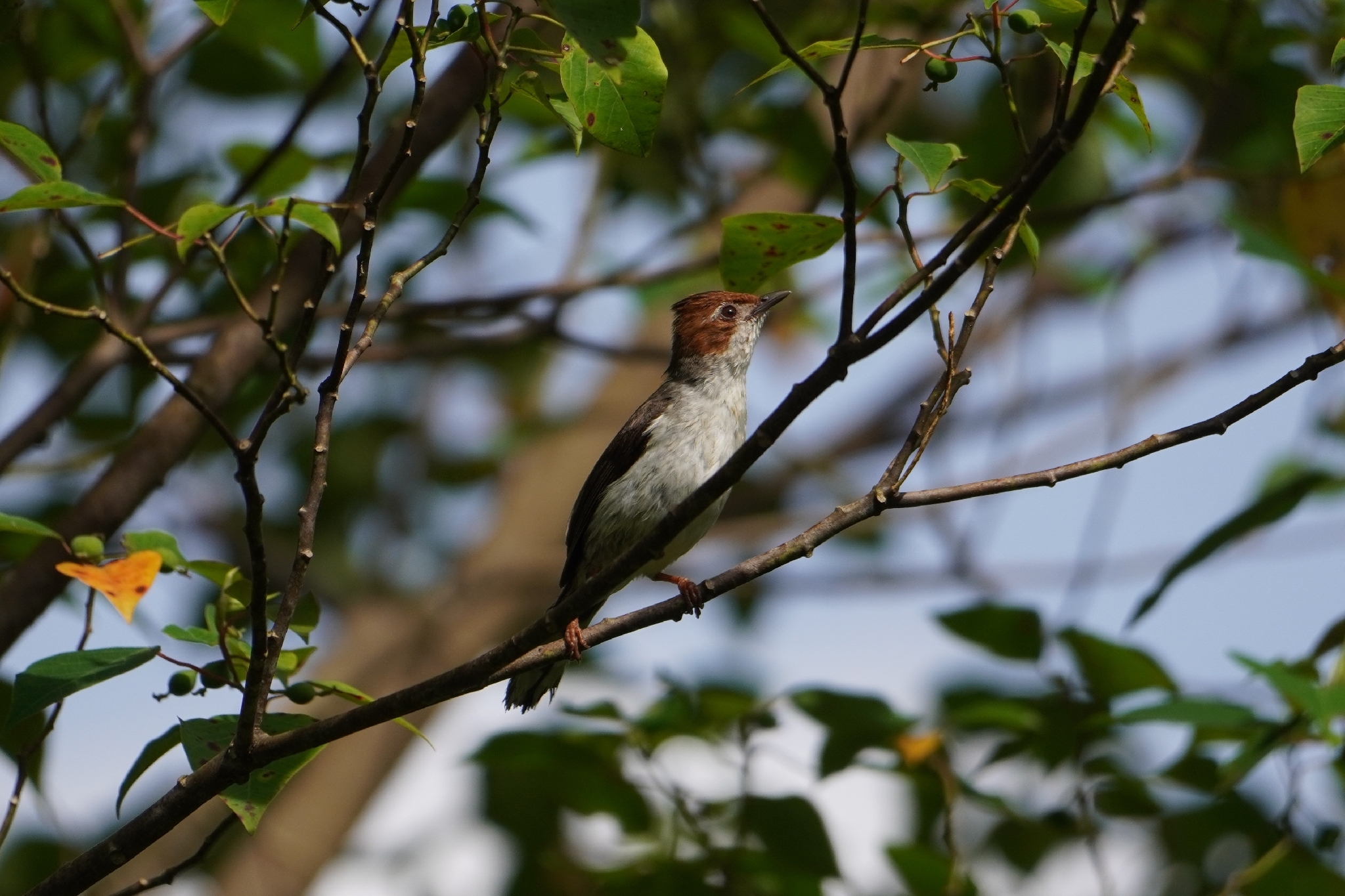 Chestnut-crested Yuhina (Staphida everetti), photo 6