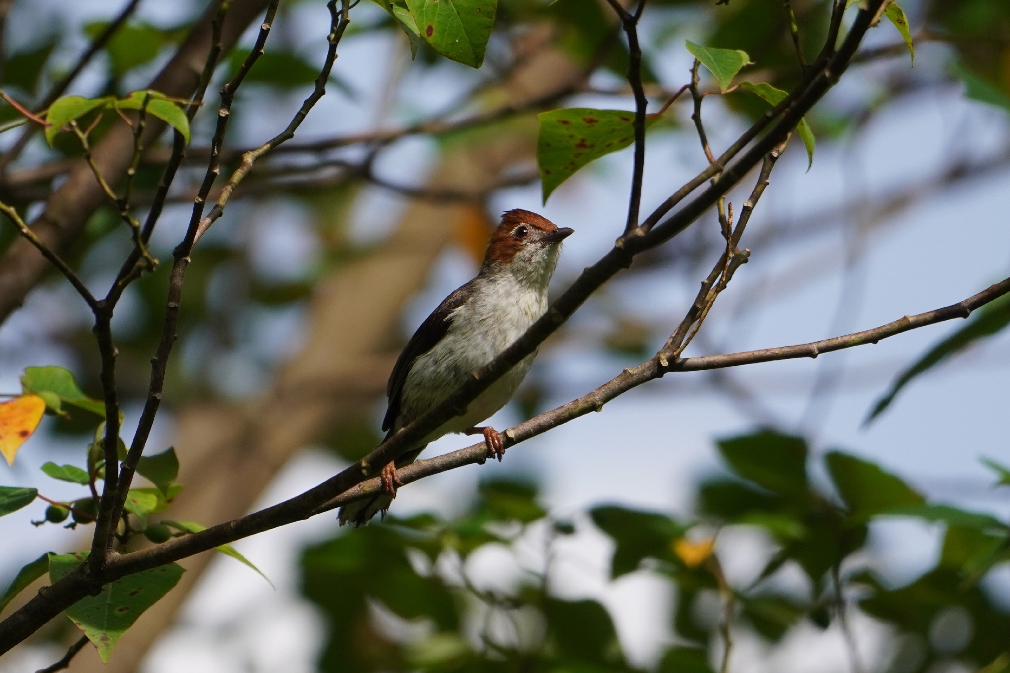 Chestnut-crested Yuhina (Staphida everetti), photo 7