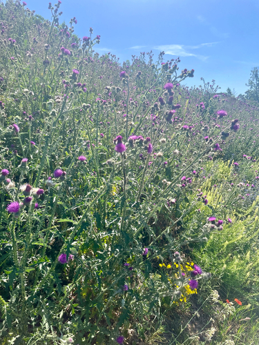 Welted Thistle