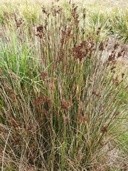 Juncus kraussii