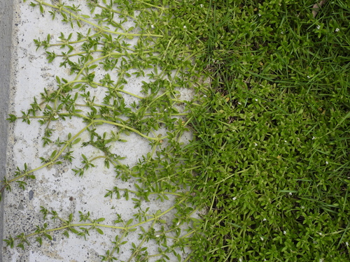 Dentella repens observed 2026-06-24