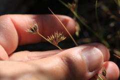 Juncus ranarius