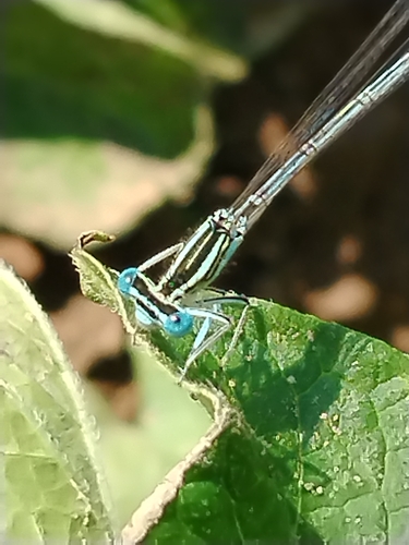 Blue Featherleg