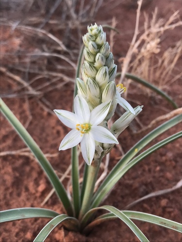 Eremocrinum