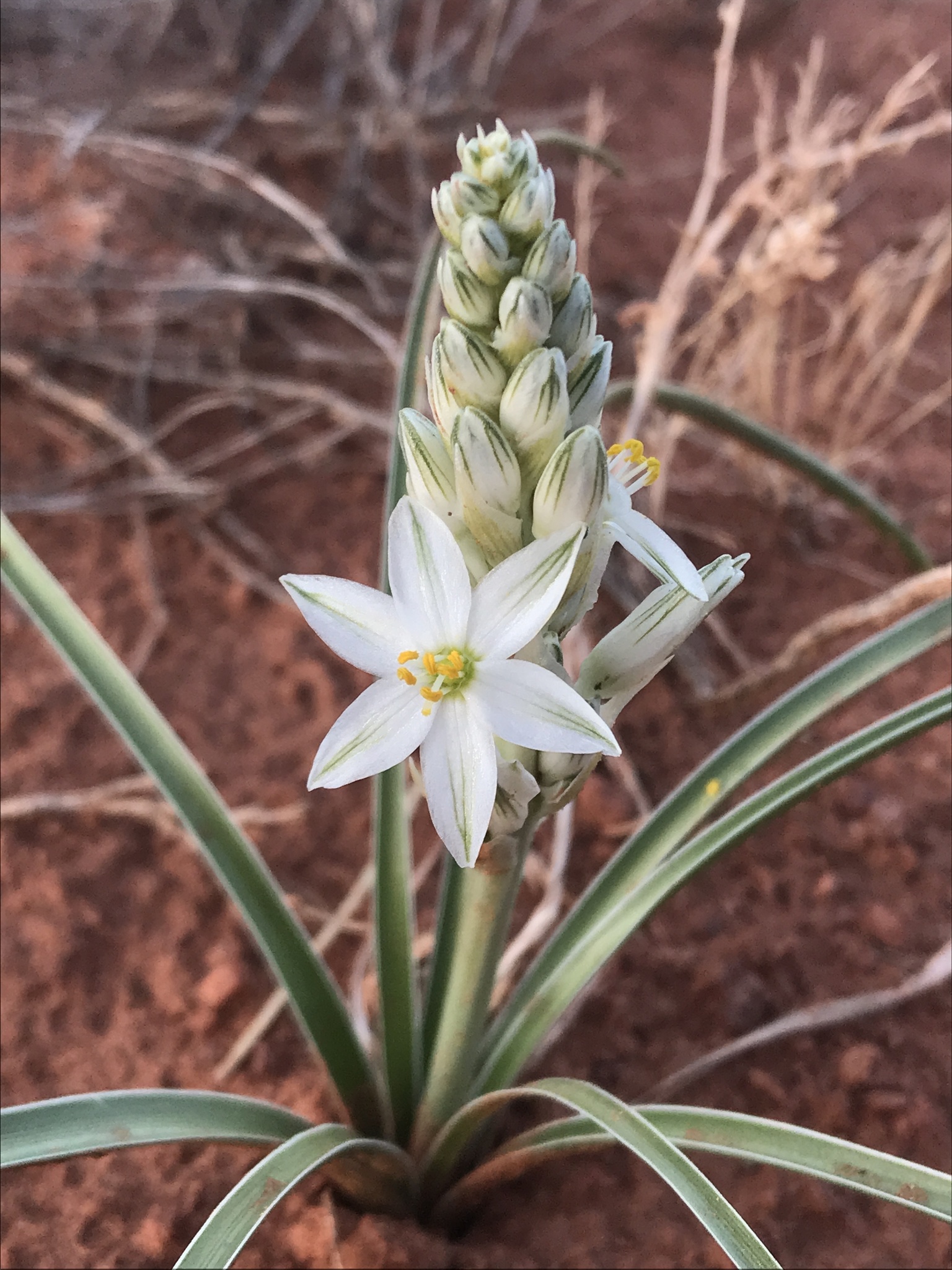 Eremocrinum