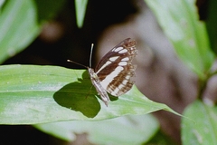 Neptis yerburii