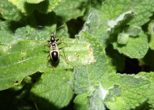 Ant Damselbug