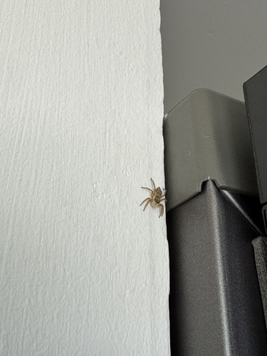 Half-edged Wall Jumping Spider
