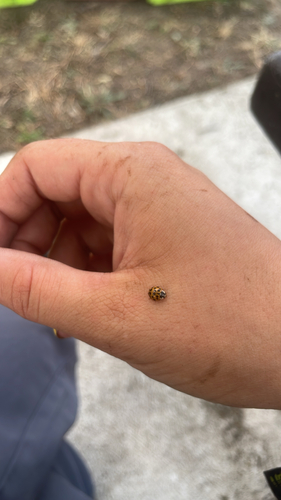 Asian Lady Beetle