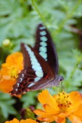 Graphium sarpedon sarpedon
