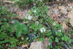 watercress
